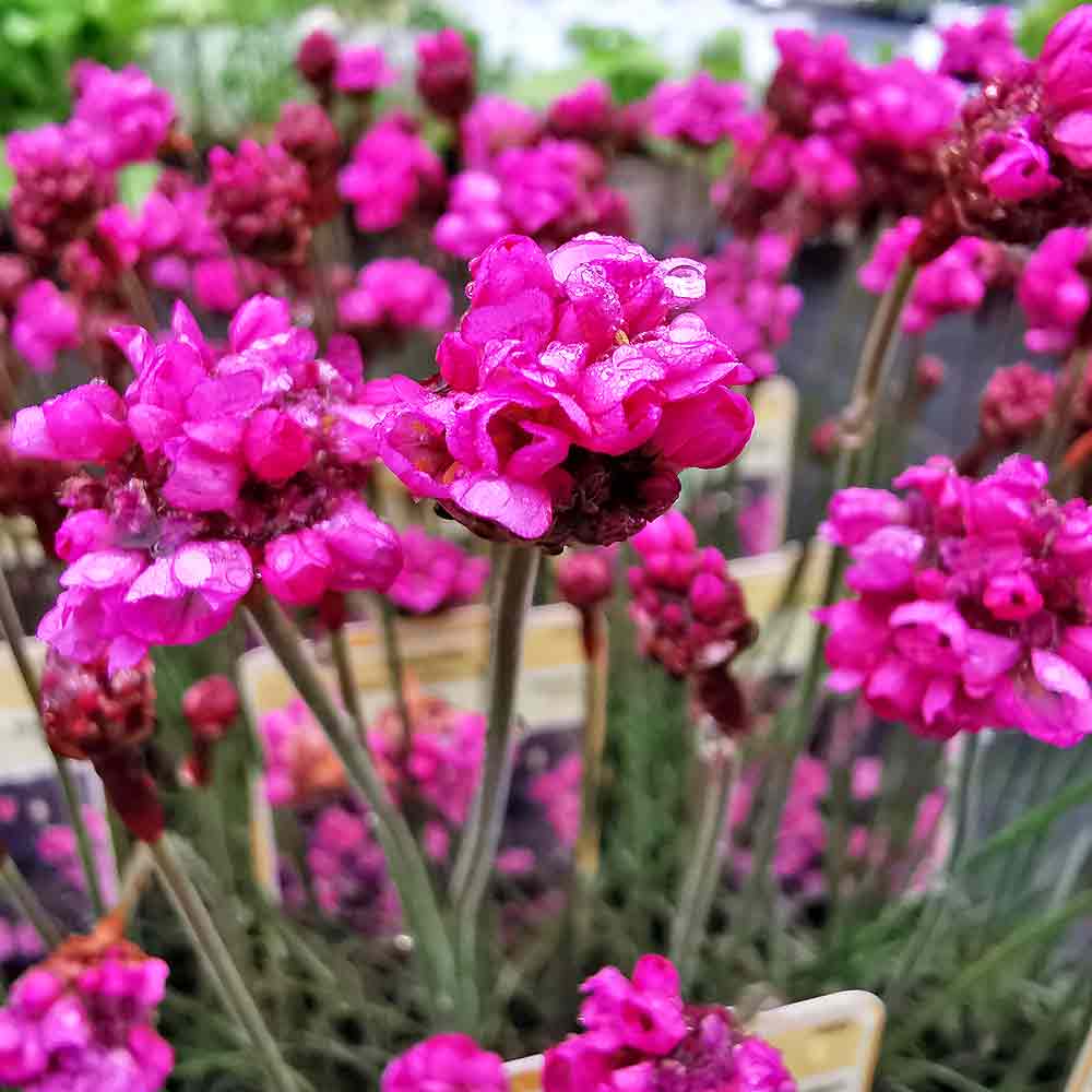 Artikelbild 2 des Artikels “Grasnelke, rot, rotlaubig “