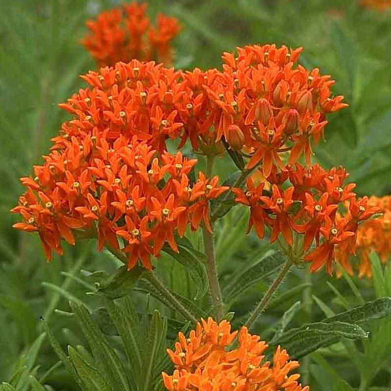 Artikelbild 2 des Artikels “Seidenblume “