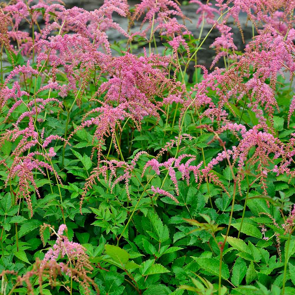 Artikelbild 2 des Artikels “Prachtspiere, lachsrosa “