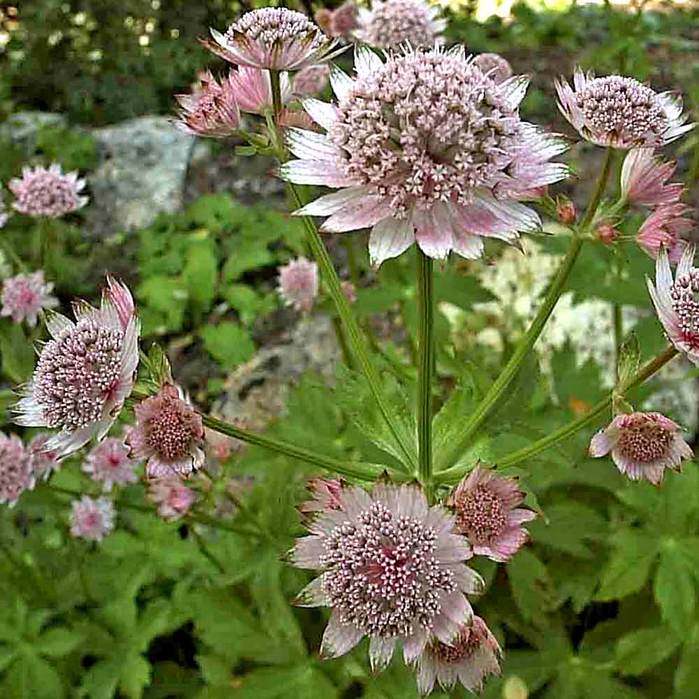 Artikelbild 2 des Artikels “Sterndolde, weiß-rosa “