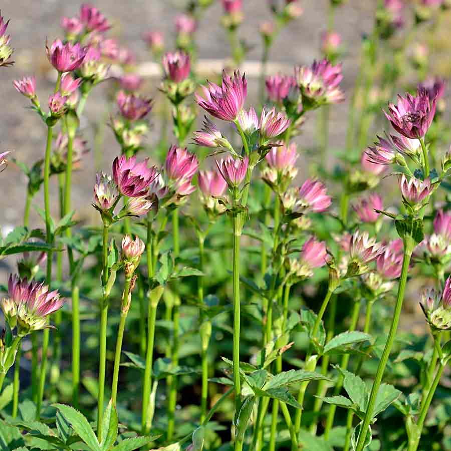 Artikelbild 2 des Artikels “Sterndolde, rosa “