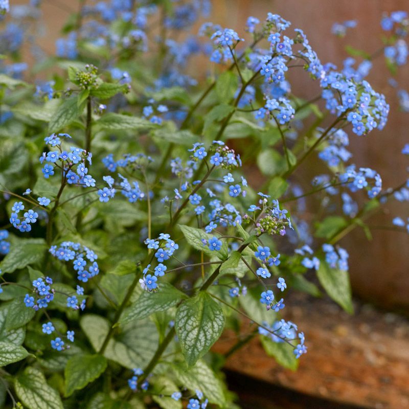 Artikelbild 2 des Artikels “Kaukasus-Vergissmeinnicht, silberlaubig “