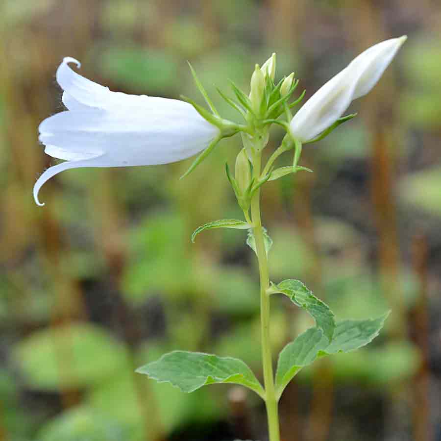 Artikelbild 2 des Artikels “Wald-Glockenblume, weiß “