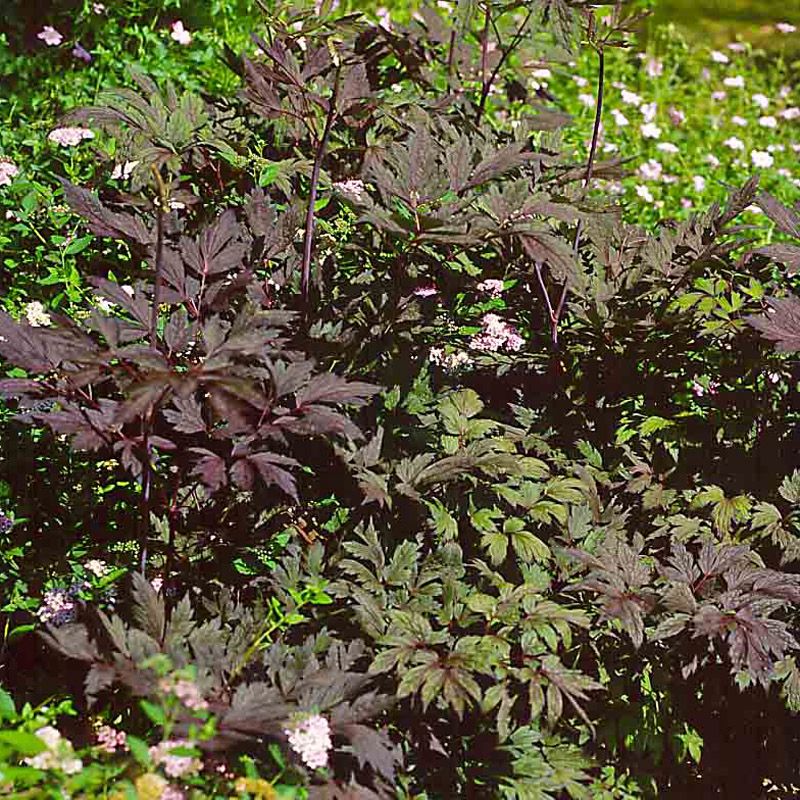 Artikelbild 2 des Artikels “Silberkerze, rotlaubig “