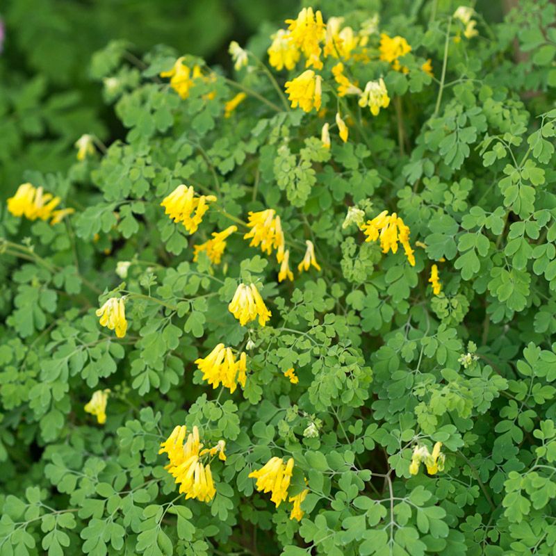 Artikelbild 2 des Artikels “Lerchensporn, gelb “