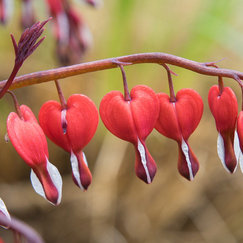 Artikelbild 2 des Artikels “Tränendes Herz, rot “