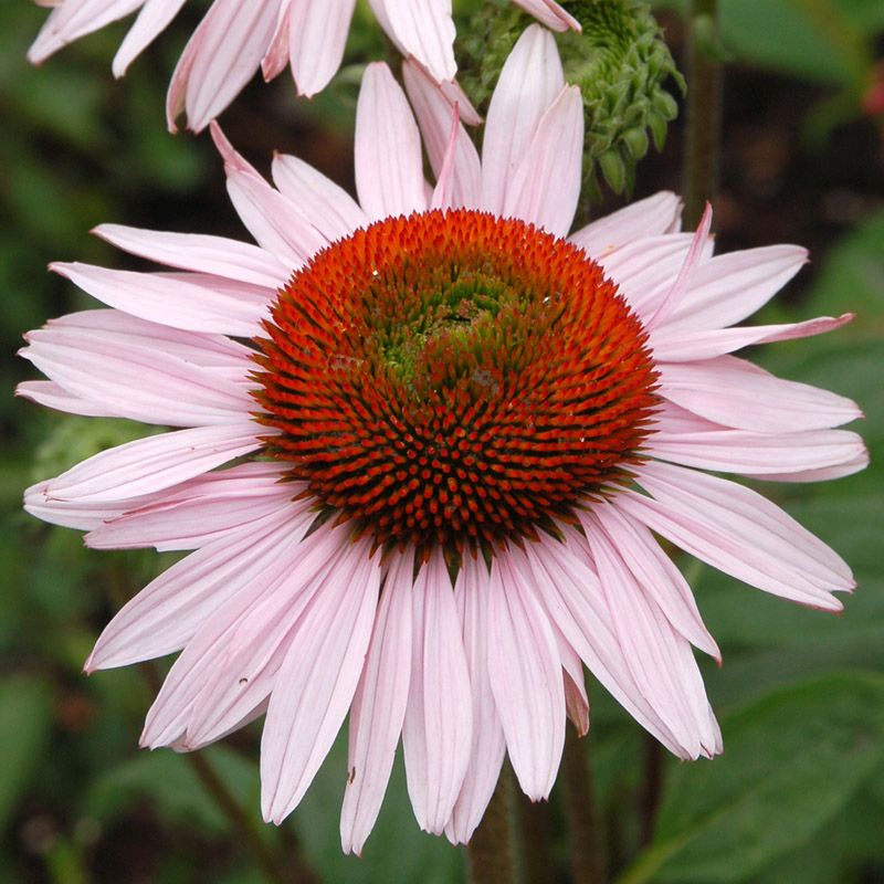 Artikelbild 2 des Artikels “Sonnenhut, rosa “