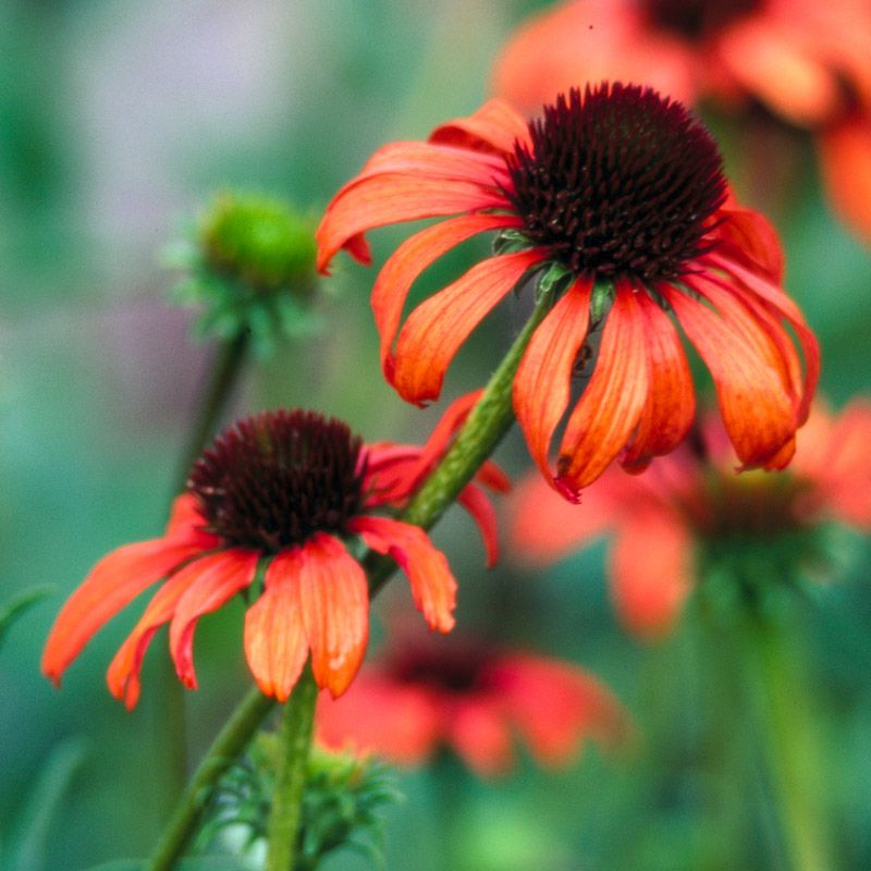 Artikelbild 2 des Artikels “Sonnenhut, orangerot “