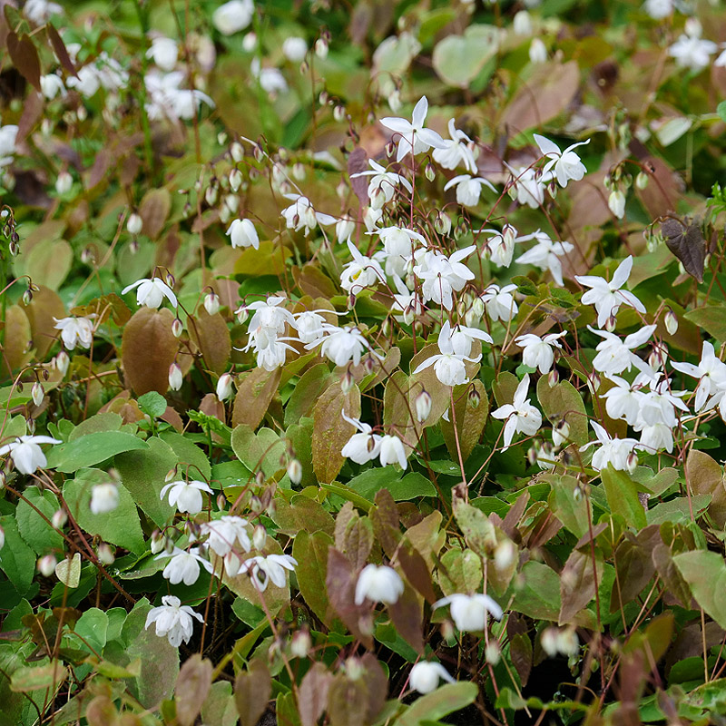 Artikelbild 2 des Artikels “Elfenspiegel, weiß “