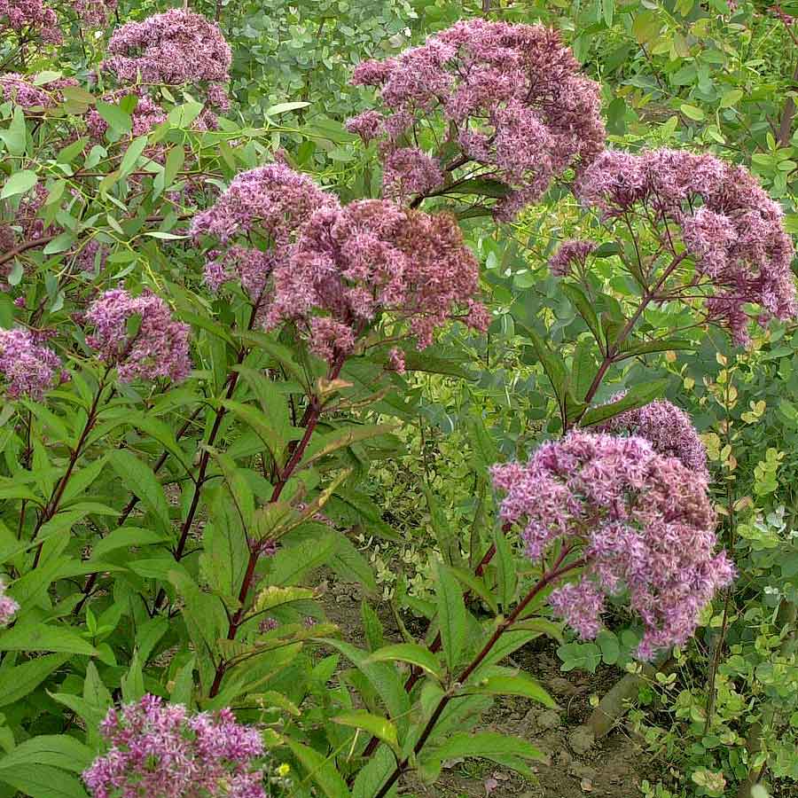 Artikelbild 2 des Artikels “Dost, dunkelrosa “