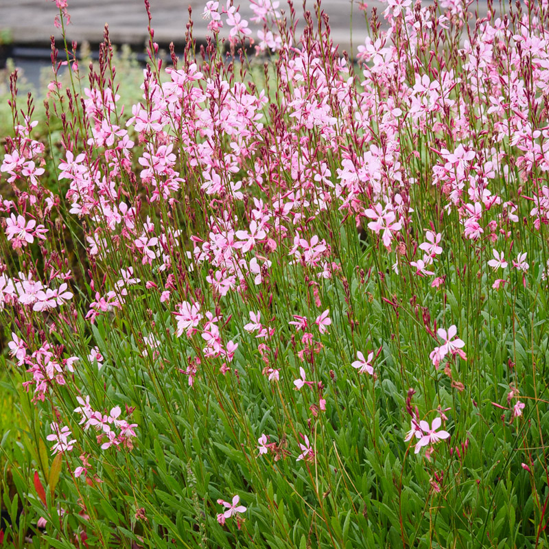 Artikelbild 2 des Artikels “Prachtkerze, dunkelrosa “