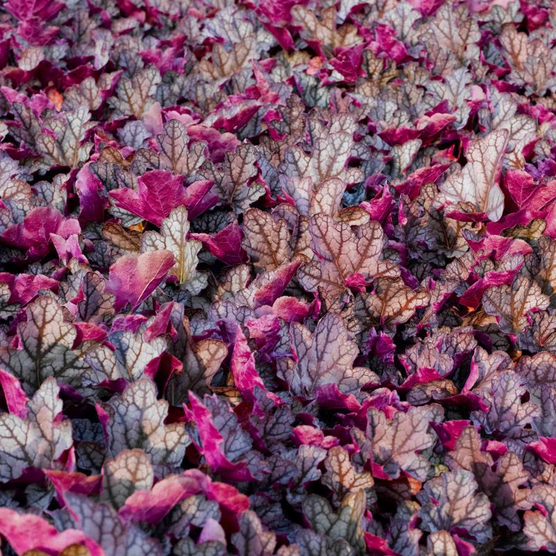 Artikelbild 2 des Artikels “Purpurglöckchen, pink “