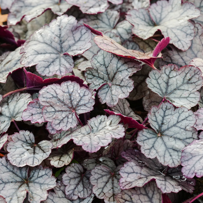 Artikelbild 2 des Artikels “Purpurglöckchen, weiß, rotlaubig “