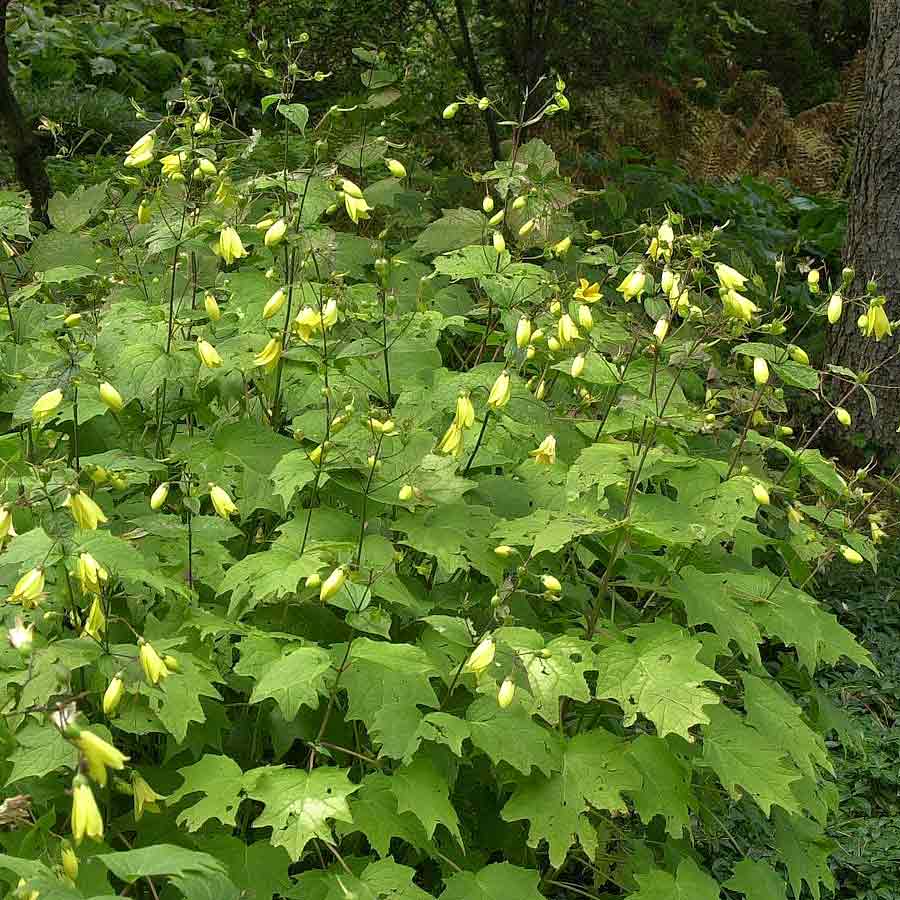 Artikelbild 2 des Artikels “Wachsglocke “