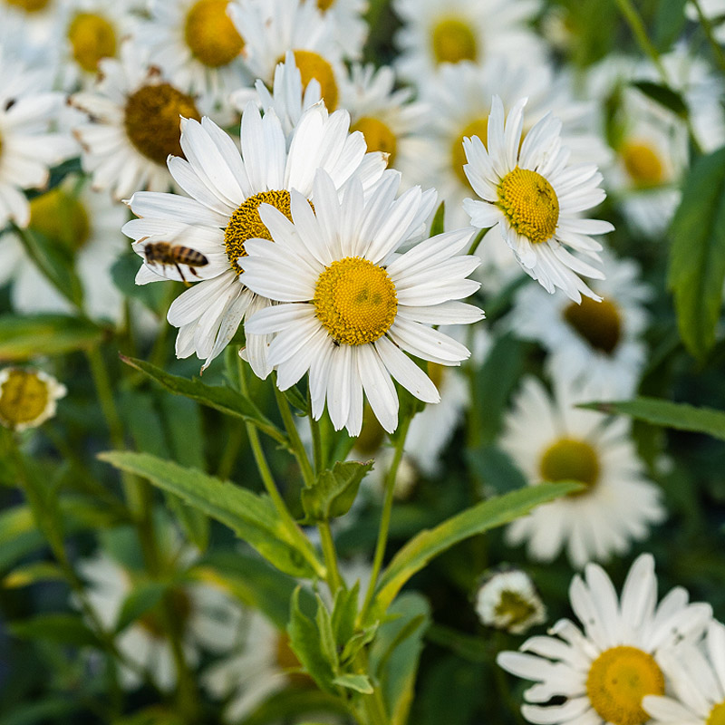 Artikelbild 2 des Artikels “Spätherbst-Margerite “