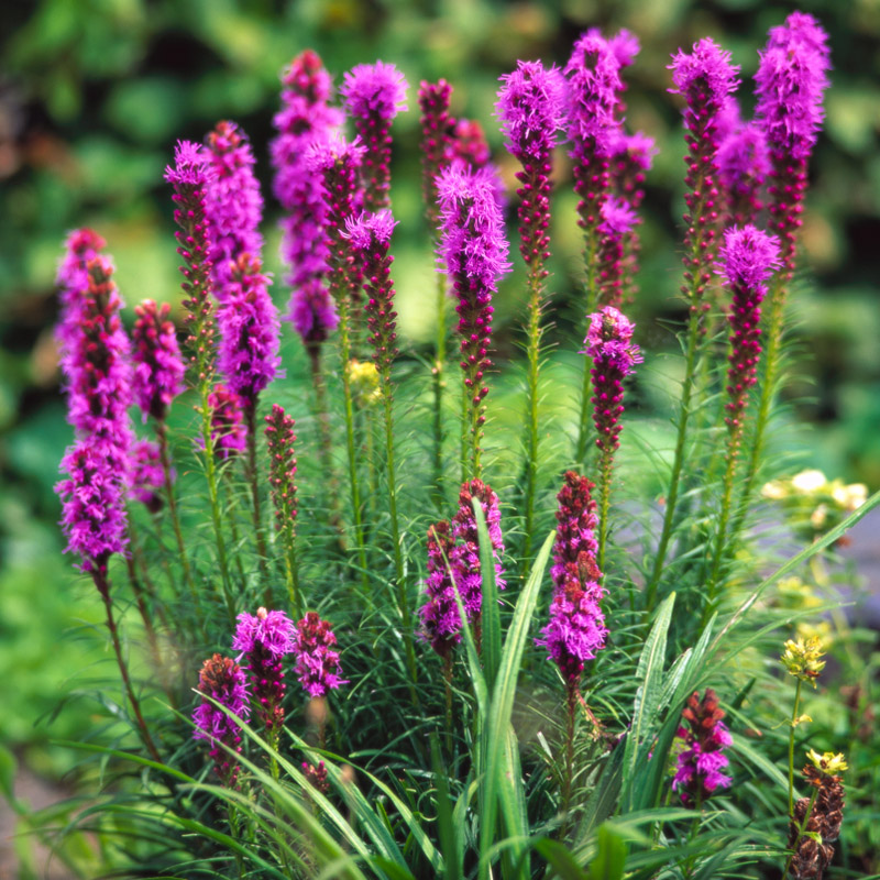 Artikelbild 2 des Artikels “Prachtscharte 'Kobold' “