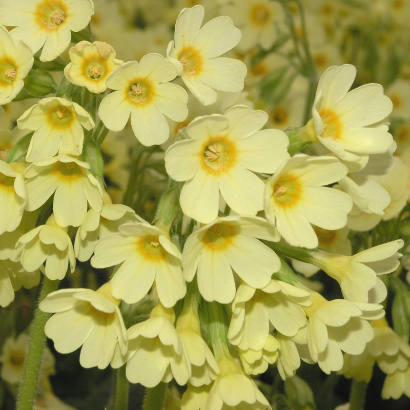 Artikelbild 2 des Artikels “Wald-Schlüsselblume “