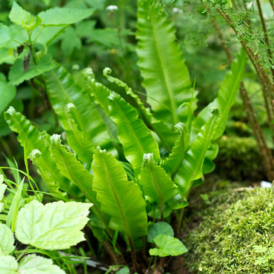 Artikelbild 2 des Artikels “Hirschzungenfarn “