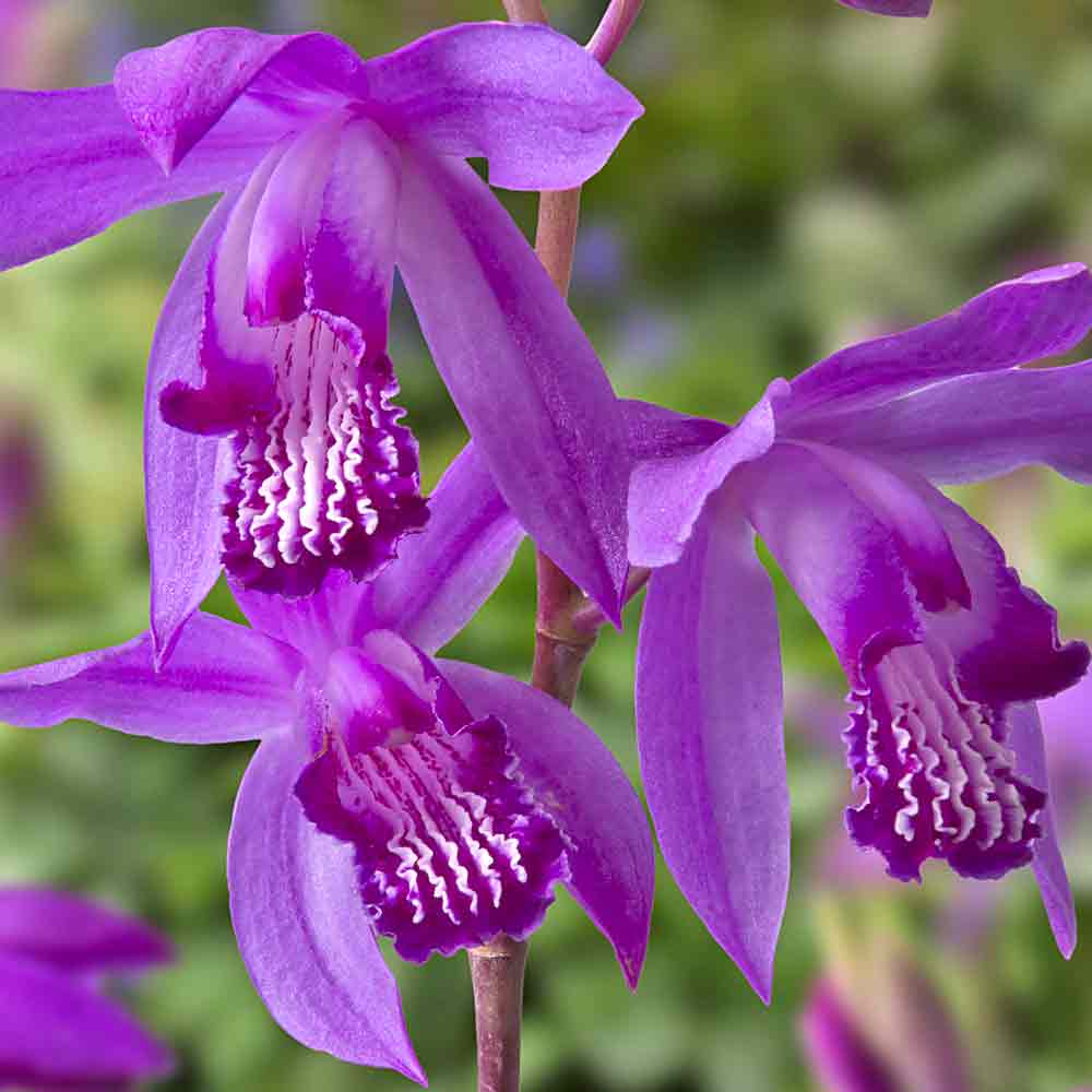 Artikelbild 2 des Artikels “Japanorchidee tiefrosa “