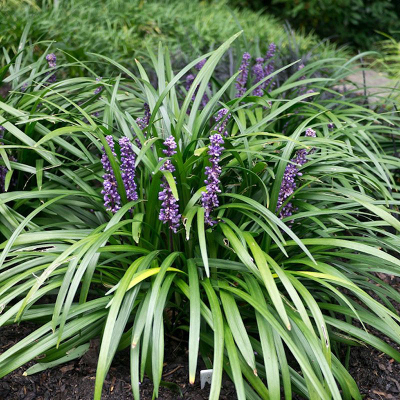 Artikelbild 2 des Artikels “Lilientraube “