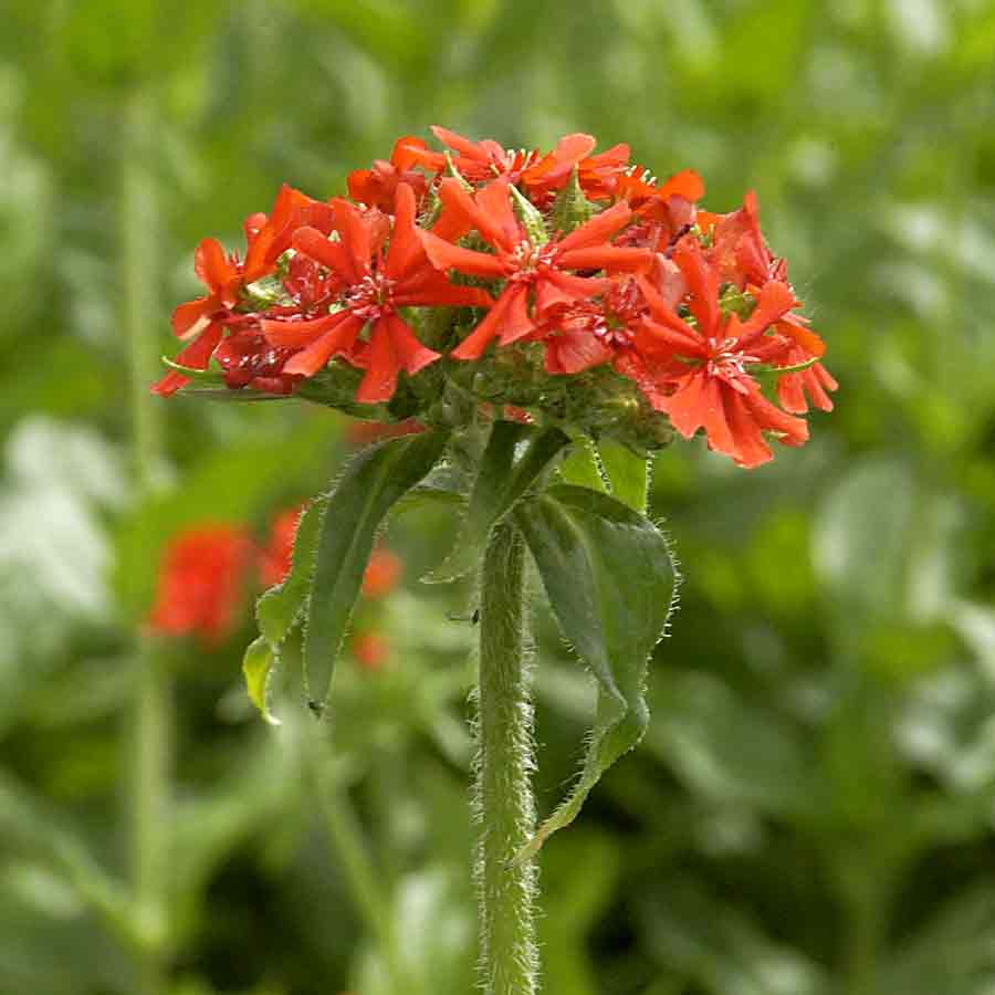 Artikelbild 2 des Artikels “Lichtnelke, feuerrot, (Brennende Liebe) “