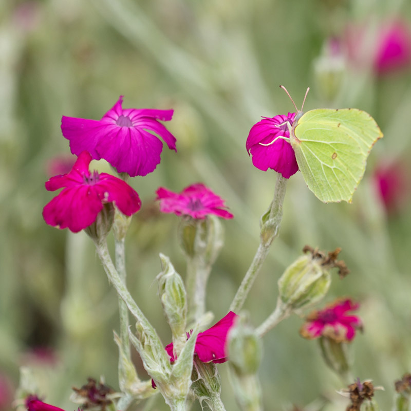 Artikelbild 2 des Artikels “Lichtnelke, purpurrot “