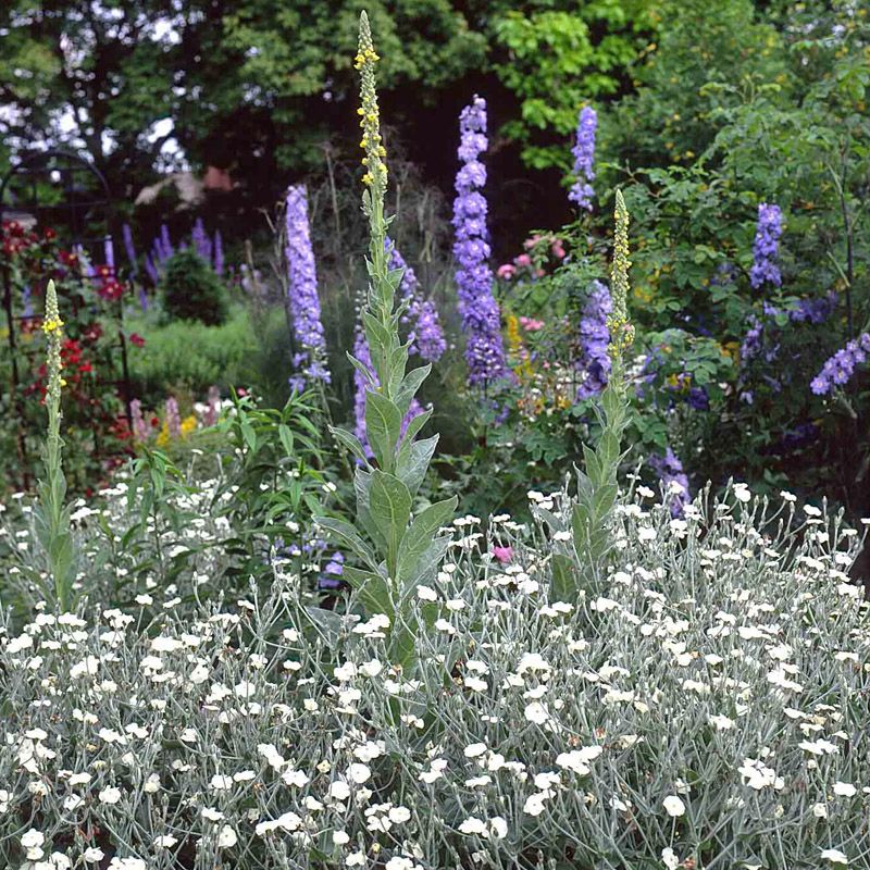 Artikelbild 2 des Artikels “Lichtnelke, weiß “