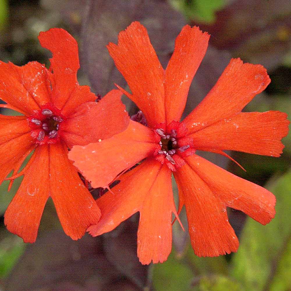 Artikelbild 2 des Artikels “Lichtnelke, orange “