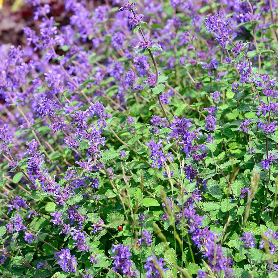 Artikelbild 2 des Artikels “Katzenminze, violettblau “