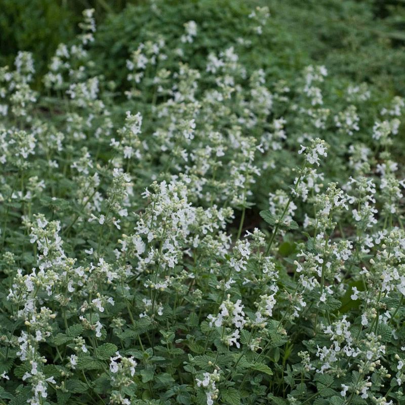 Artikelbild 2 des Artikels “Katzenminze, weiß “