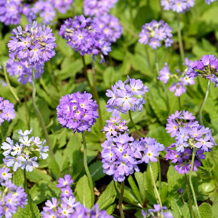 Artikelbild 2 des Artikels “Kugel-Primel, violett “