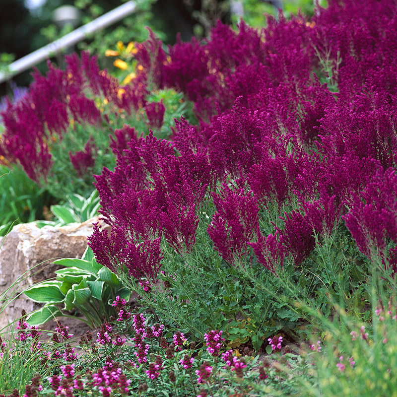 Artikelbild 2 des Artikels “Salbei 'Schwellenburg' “