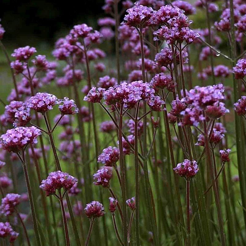 Artikelbild 2 des Artikels “Eisenkraut “