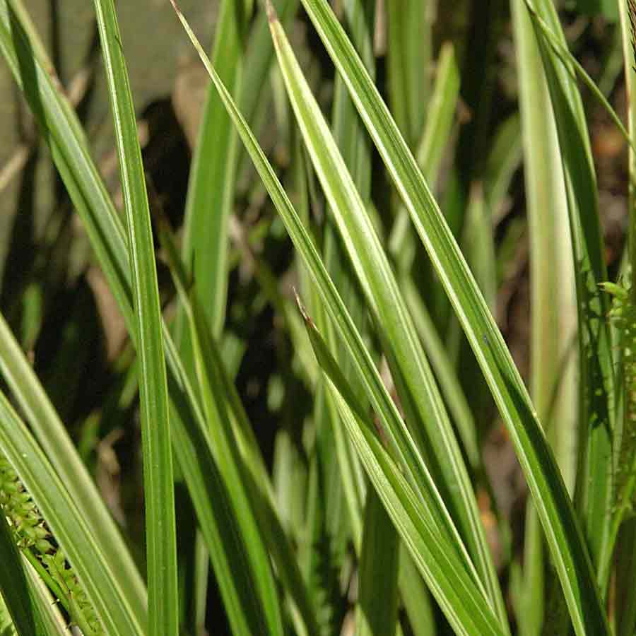 Artikelbild 2 des Artikels “Japan-Segge, weißbunt “