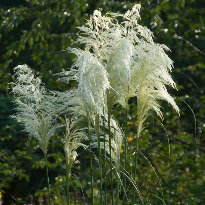 Artikelbild 2 des Artikels “Pampasgras, niedrig “