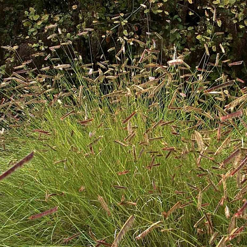 Artikelbild 2 des Artikels “Moskitogras “