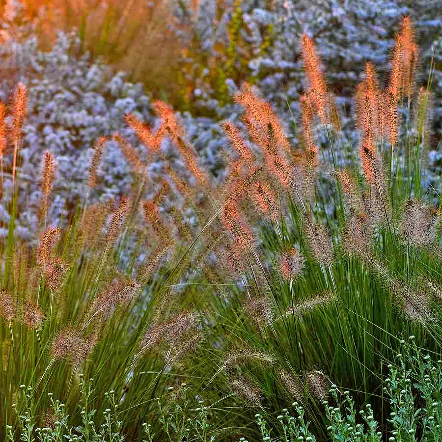 Artikelbild 2 des Artikels “Lampenputzergras 'Hameln' “