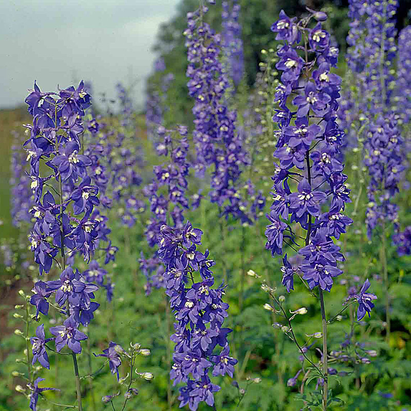 Artikelbild 2 des Artikels “Rittersporn, azurblau “