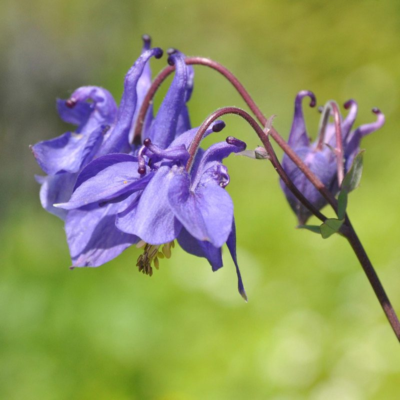 Artikelbild 2 des Artikels “Akelei, blauviolett “