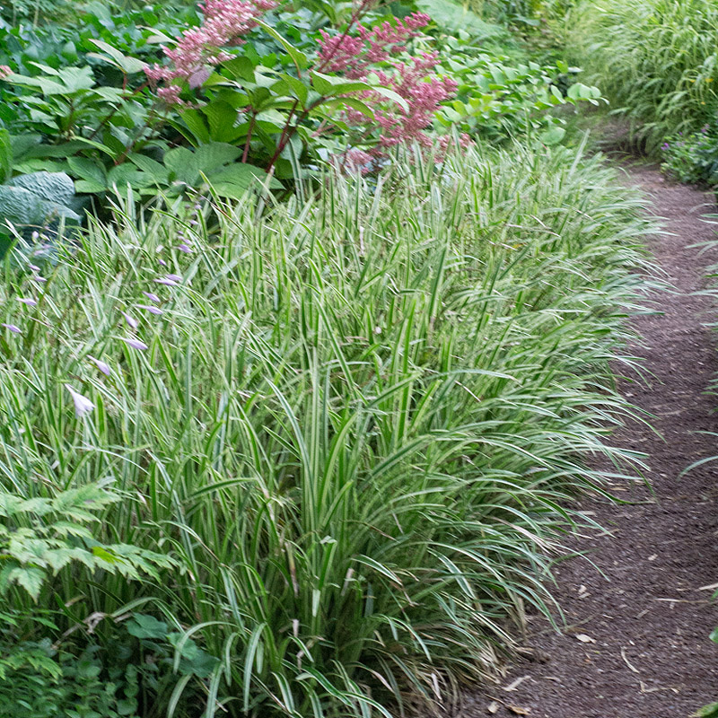 Artikelbild 2 des Artikels “Japan-Segge “