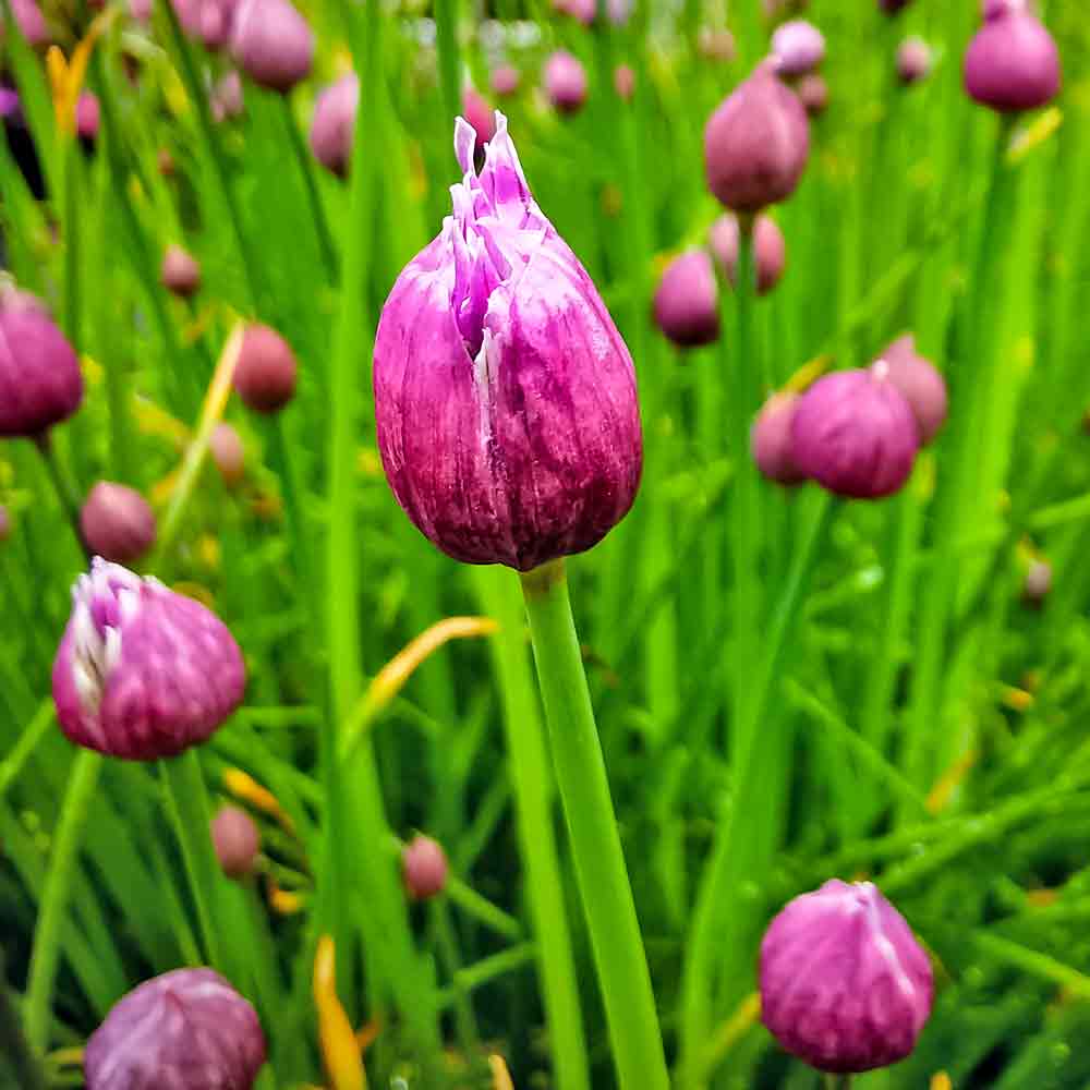 Artikelbild 2 des Artikels “Schnittlauch “