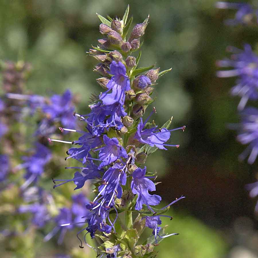 Artikelbild 2 des Artikels “Blauer Ysop “