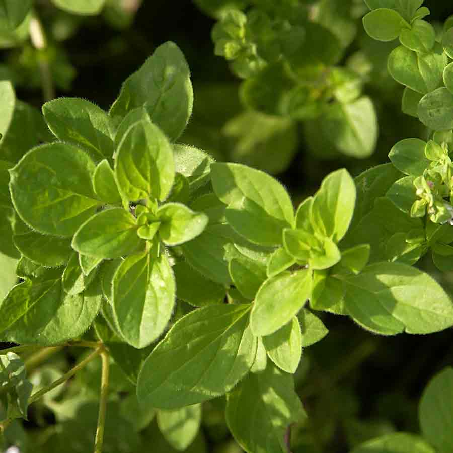 Artikelbild 2 des Artikels “Oregano “