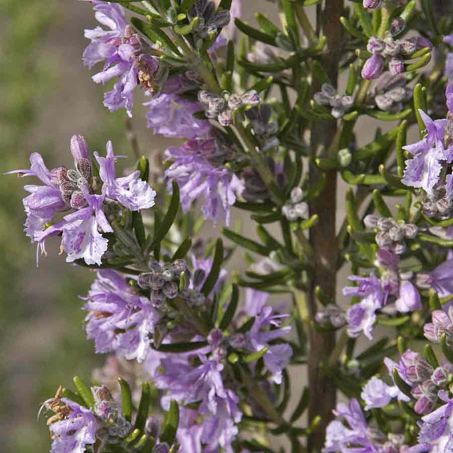 Artikelbild 2 des Artikels “Rosmarin “