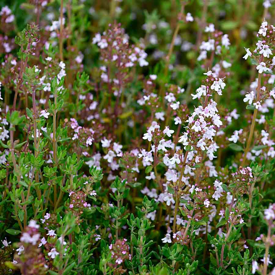 Artikelbild 2 des Artikels “Gewürz-Thymian “