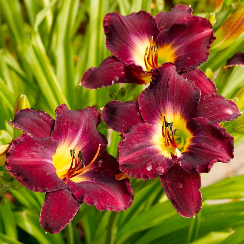 Artikelbild 2 des Artikels “Taglilie, tiefpurpur “