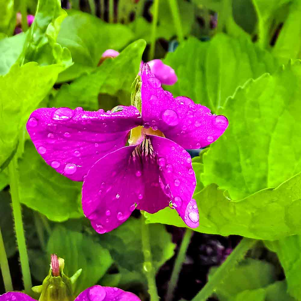 Artikelbild 2 des Artikels “Pfingst-Veilchen, purpur “