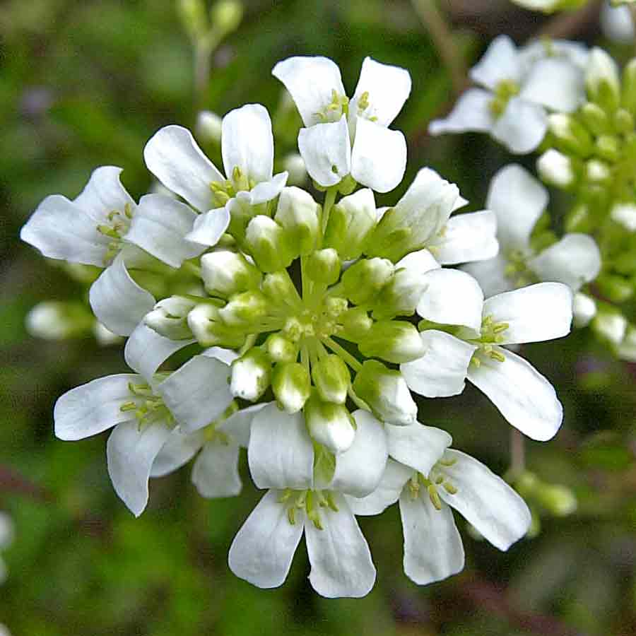 Artikelbild 2 des Artikels “Gänsekresse, weißbunt “
