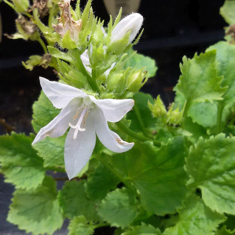 Artikelbild 2 des Artikels “Hängepolster-Glockenblume, weiß “