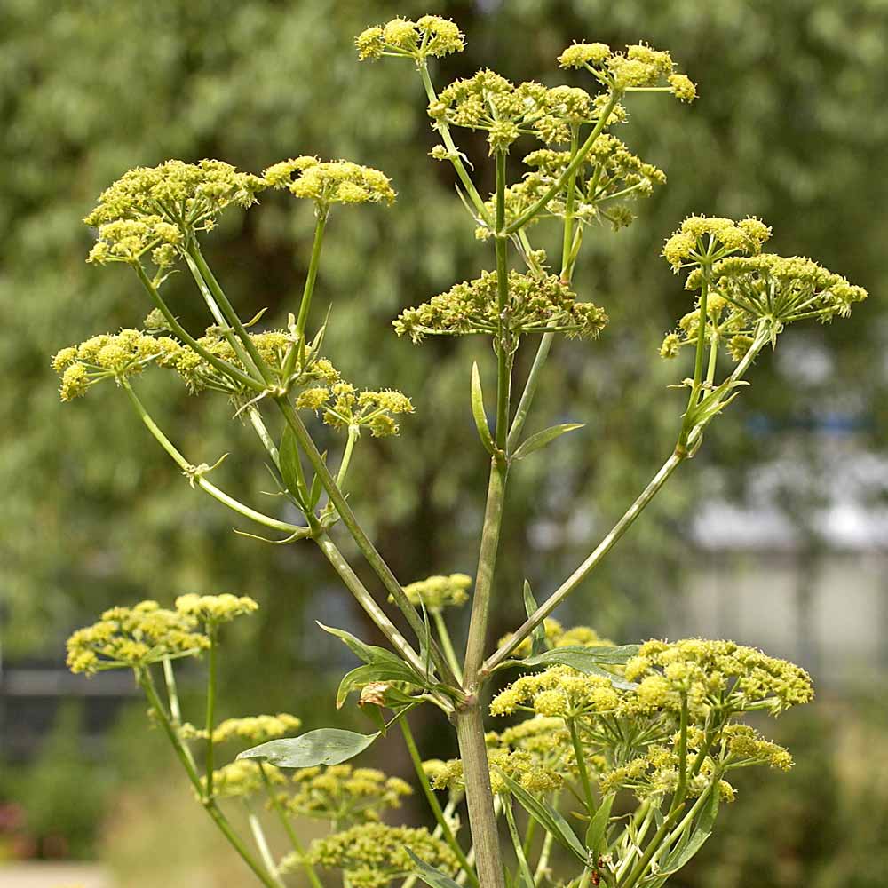Artikelbild 2 des Artikels “Liebstöckel “